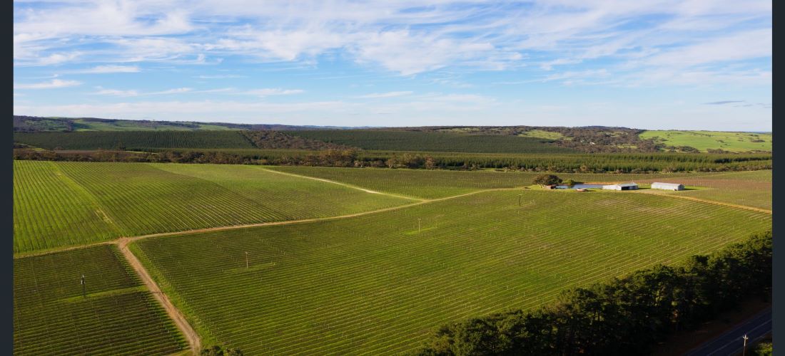 Aerial shot of vineyard